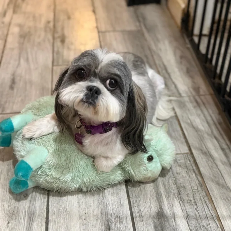 Daisy thumbnail 3