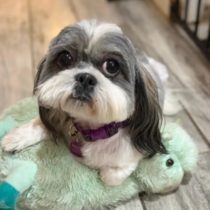 Daisy thumbnail 4