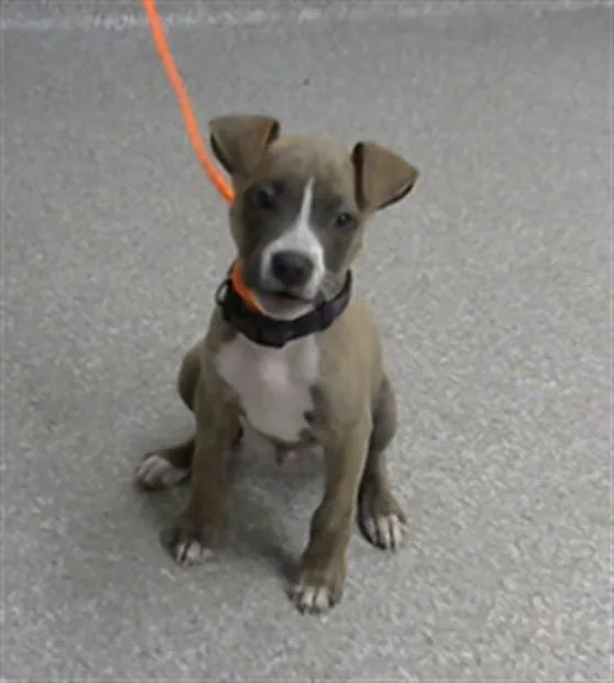 A baby small-sized male Pit Bull Terrier dog named A for adoption in Pasadena, TX