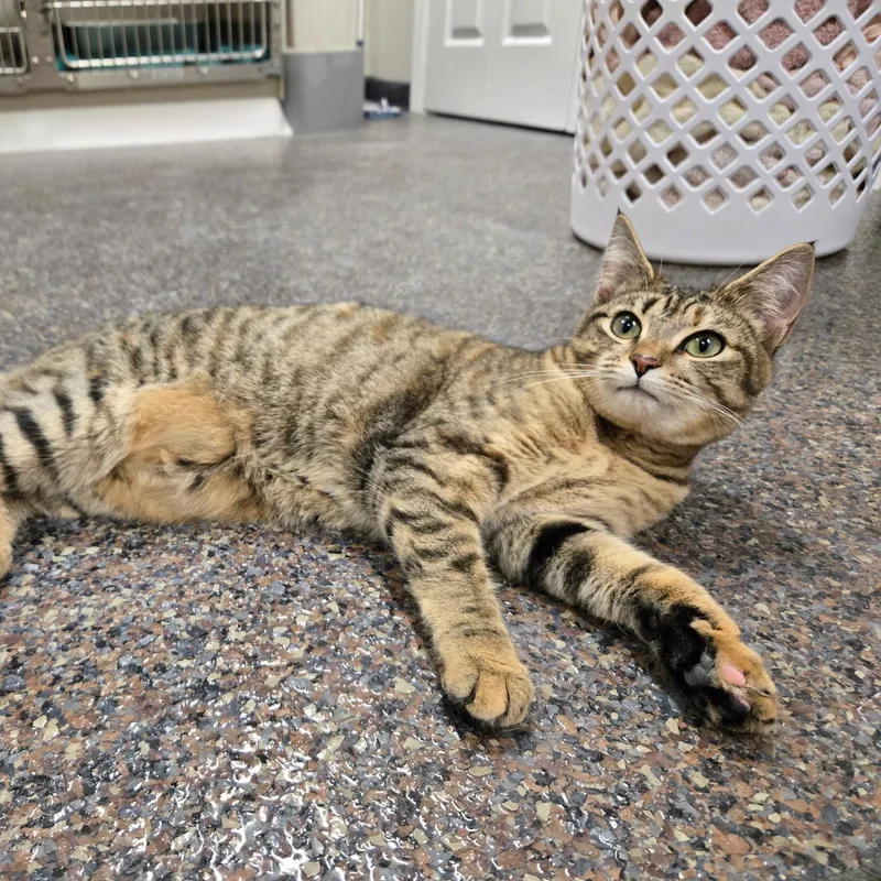 A young medium-sized female Tabby (Brown / Chocolate) Domestic Short Hair cat named Alexa for adoption in Voorhees, NJ
