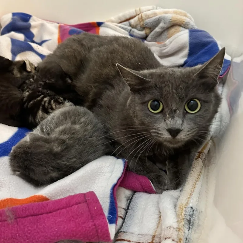 An adult small-sized female Gray / Blue / Silver Domestic Short Hair cat named Moira for adoption in Kanab, UT