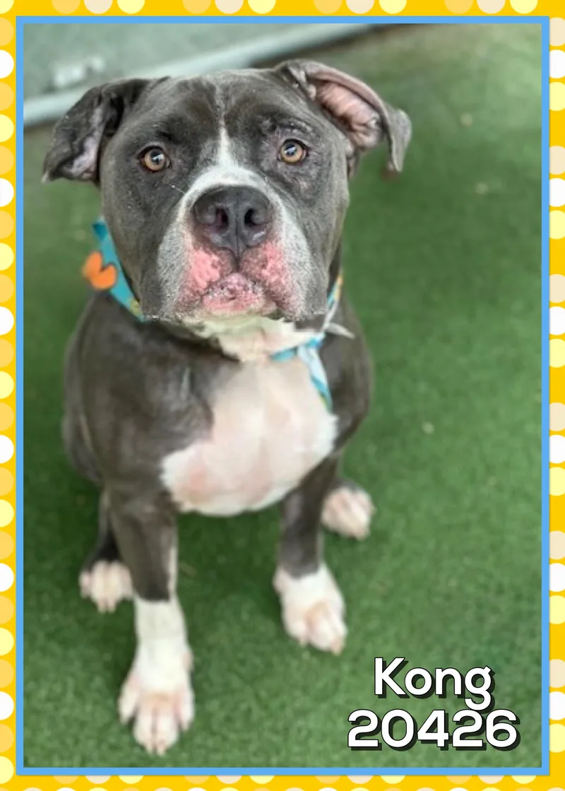 An adult large-sized male Gray / Blue / Silver American Bully dog named Kong for adoption in Marietta, GA
