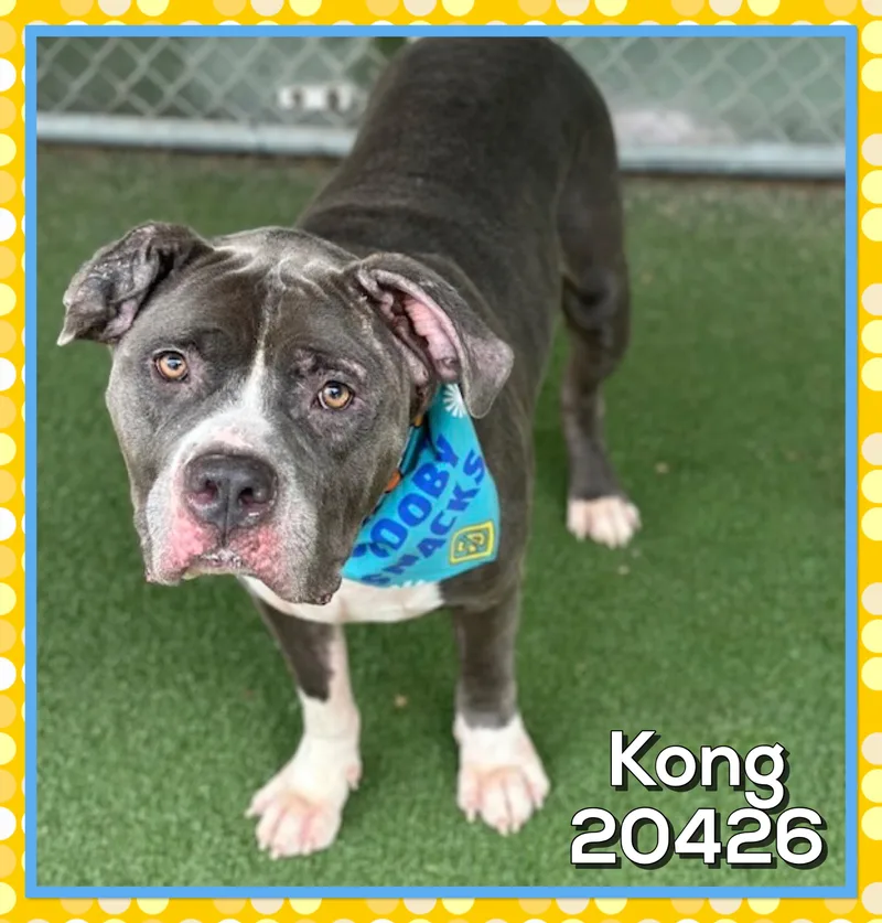 Kong thumbnail 2