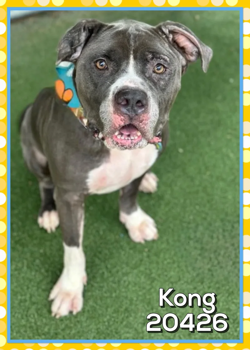 Kong thumbnail 3