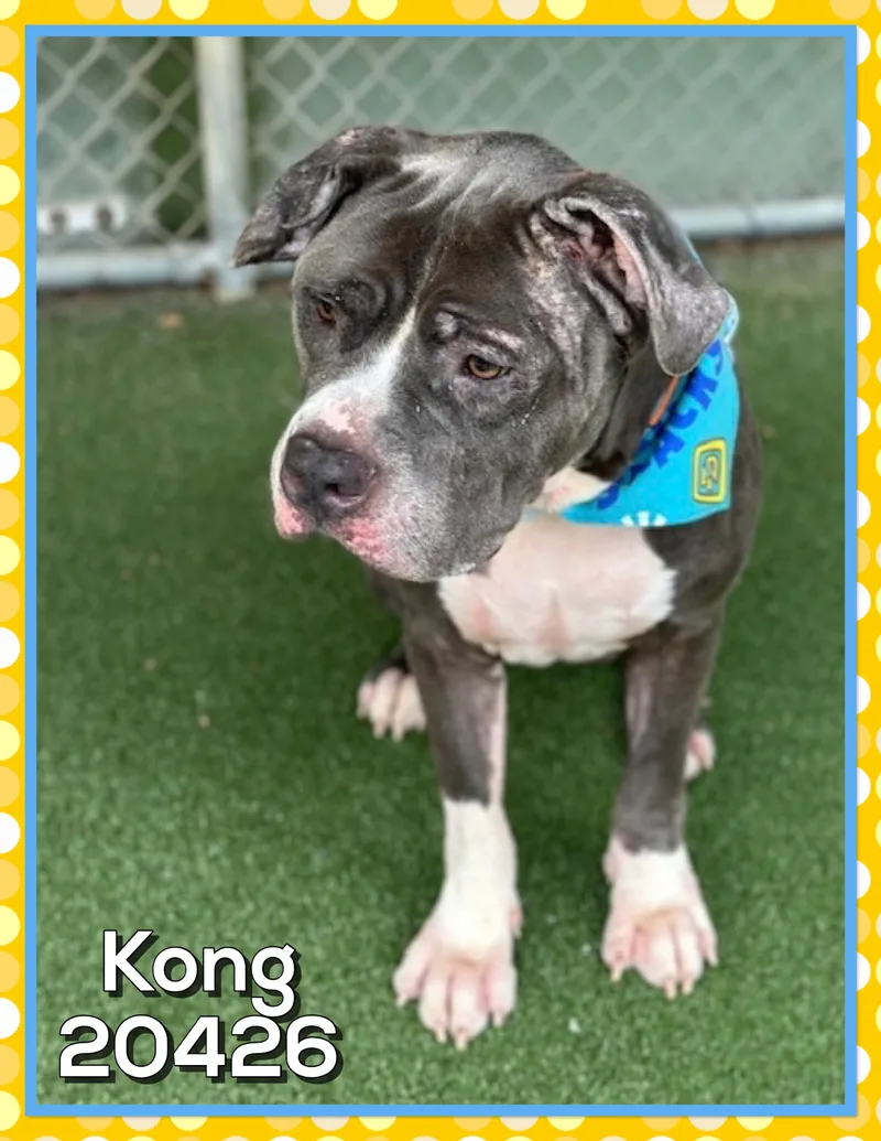 Kong thumbnail 4