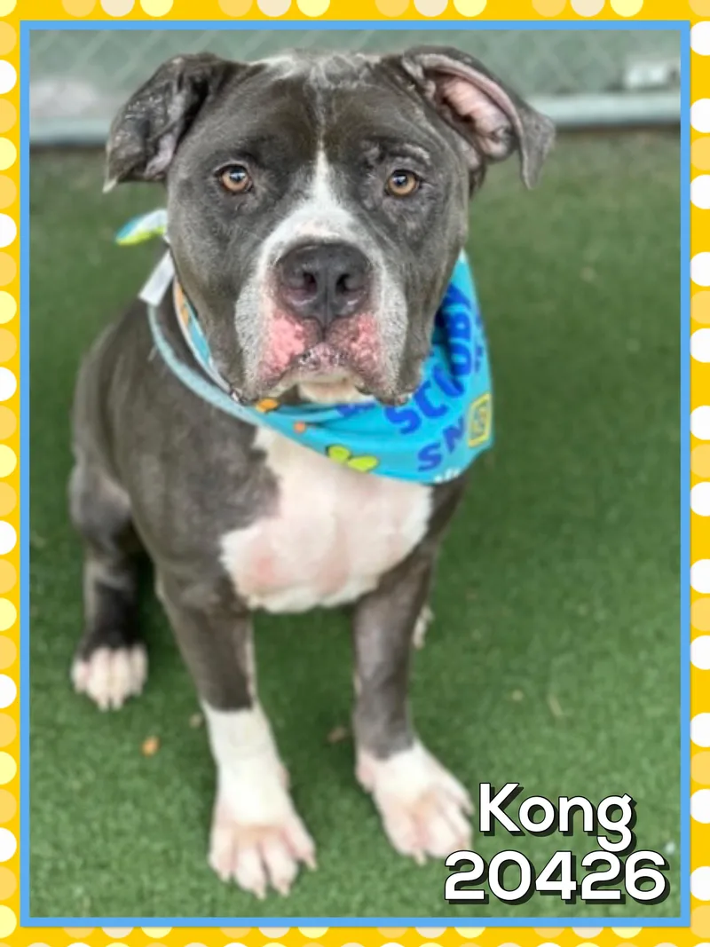 Kong thumbnail 5