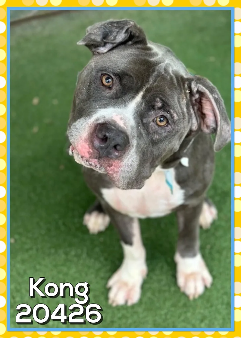 Kong thumbnail 6