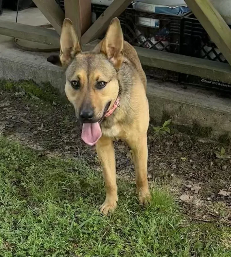A baby medium-sized female Brown / Chocolate German Shepherd Dog dog named Skye for adoption in Boston, MA