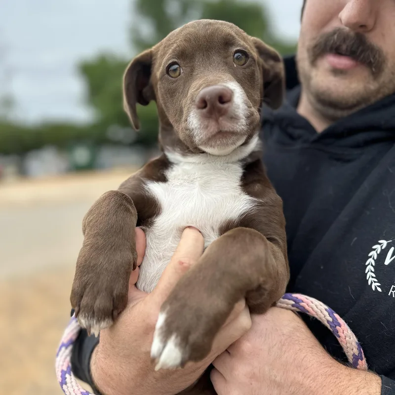 A baby medium-sized female White / Cream Pit Bull Terrier dog named Skip for adoption in Columbia, SC
