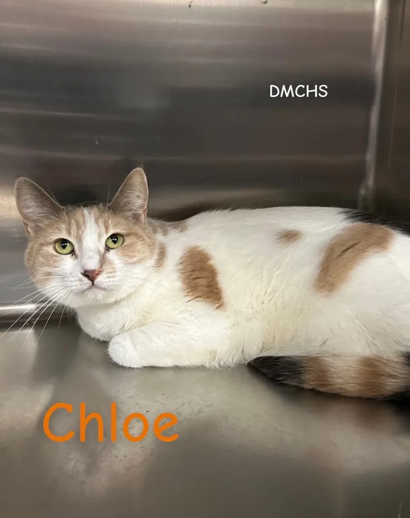 Chloe thumbnail 3