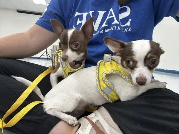 An adult small-sized female Chihuahua dog named Biscotti for adoption in Skillman, NJ