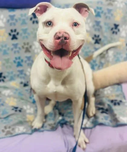 Captain Karl thumbnail 2