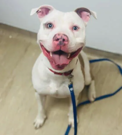 Captain Karl thumbnail 3