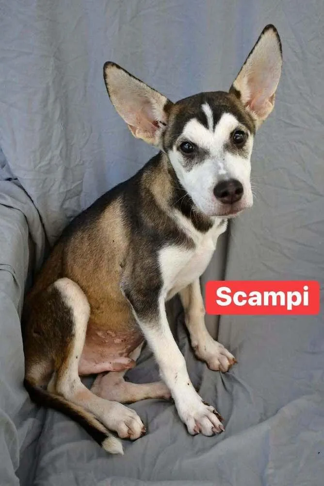 Scampi A