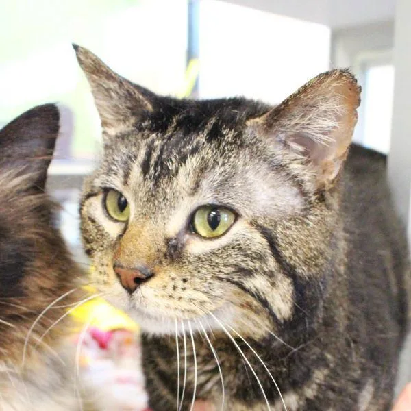 An adult medium-sized male Domestic Short Hair cat named Trouble   Bonded for adoption in Des Moines, IA
