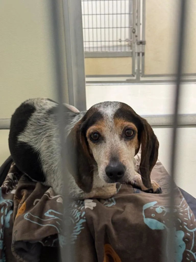 An adult small-sized female Mixed Breed dog named Gemma for adoption in Columbia, TN