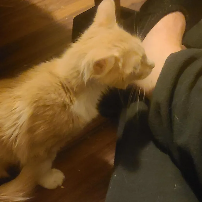 A baby small-sized male Domestic Medium Hair cat named Blue Ridge Mountain Boy for adoption in Fredericksburg, VA