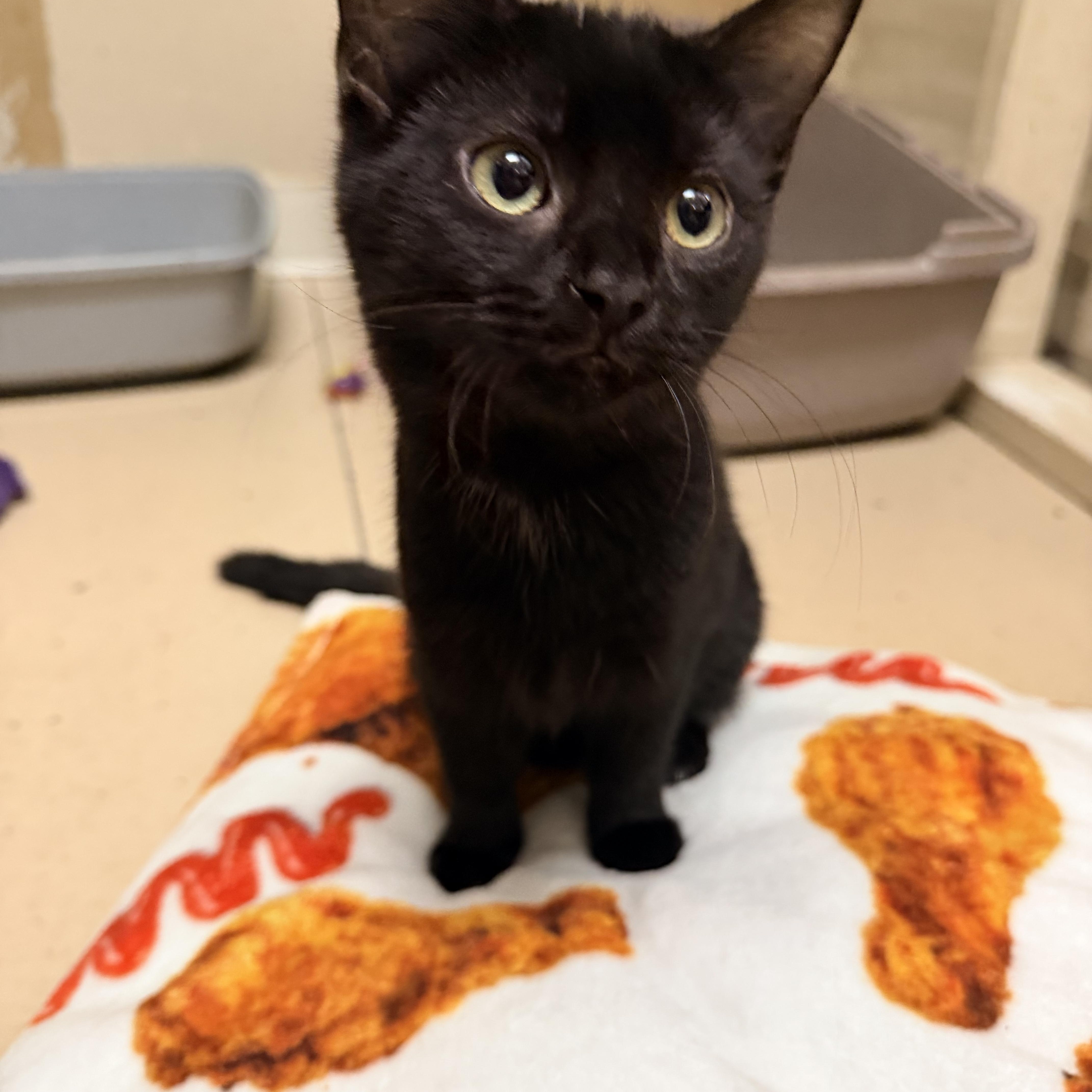 A baby medium-sized male Black Domestic Short Hair cat named Gil for adoption in Logan, OH