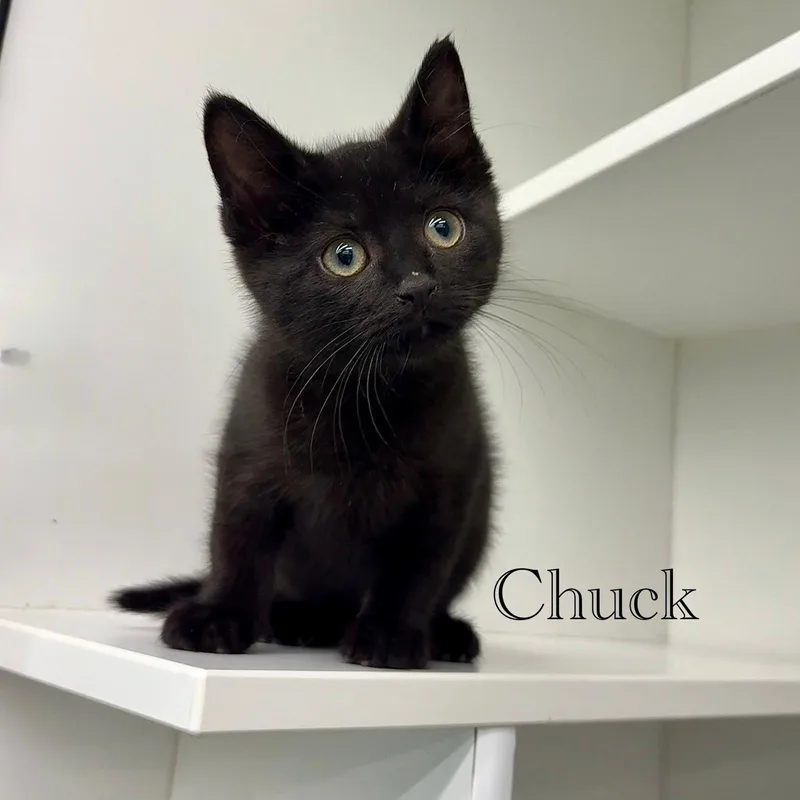 A young medium-sized male Black Domestic Short Hair cat named Chuck for adoption in Spring Lake, NJ