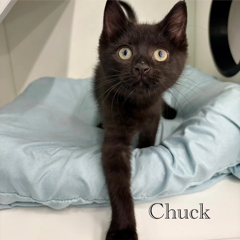 Chuck thumbnail 2