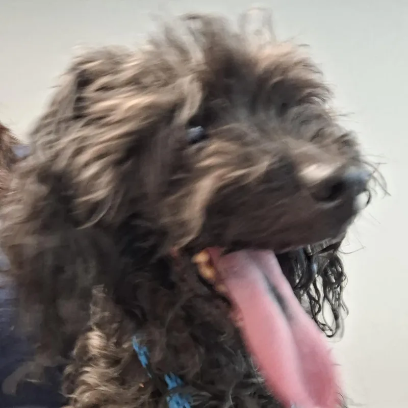 An adult small-sized male Black Poodle dog named Genius for adoption in Philadelphia, PA
