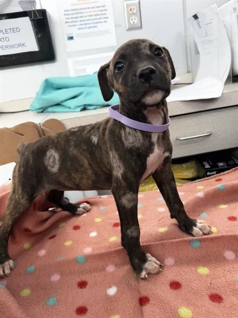 A baby large-sized female Mixed Breed dog named Sable for adoption in Dallas, TX