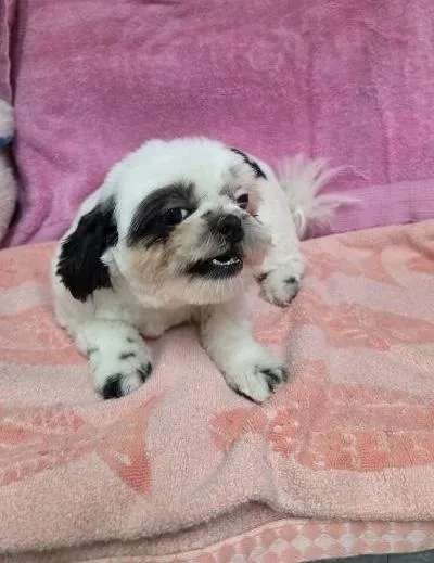 A young small-sized female White / Cream Shih Tzu dog named Snowy for adoption in Gardena, CA