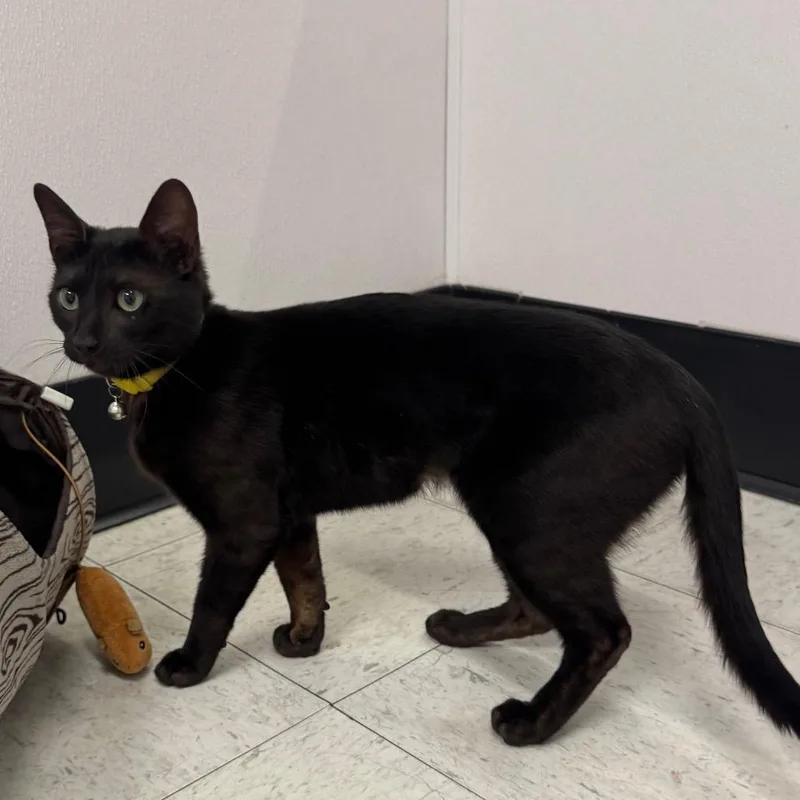 A young medium-sized female Black Domestic Short Hair cat named Stormy for adoption in Sunnyvale, CA
