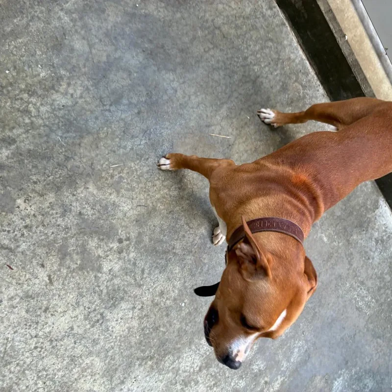 A young large-sized male Brown / Chocolate Pit Bull Terrier dog named Kaine for adoption in Morganfield, KY