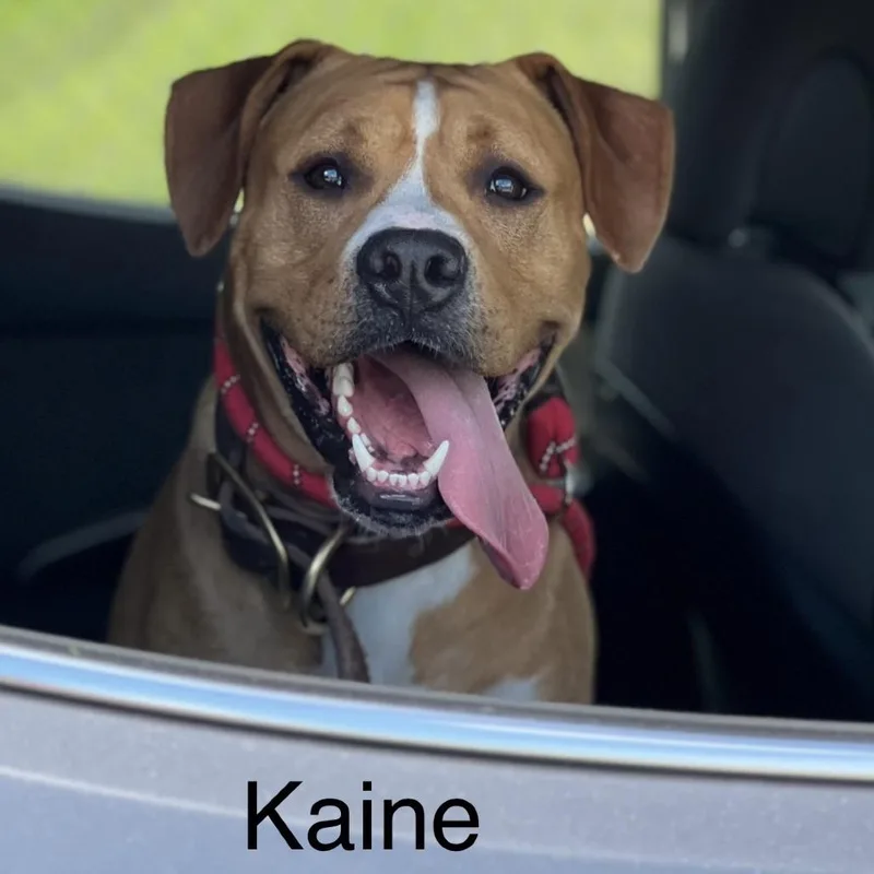 Kaine thumbnail 4
