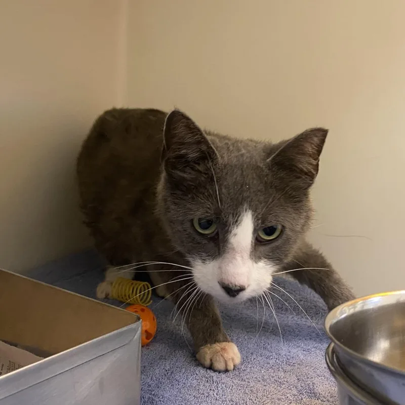 A young medium-sized female Gray / Blue / Silver Domestic Short Hair cat named 71009 for adoption in Harrisonburg, VA