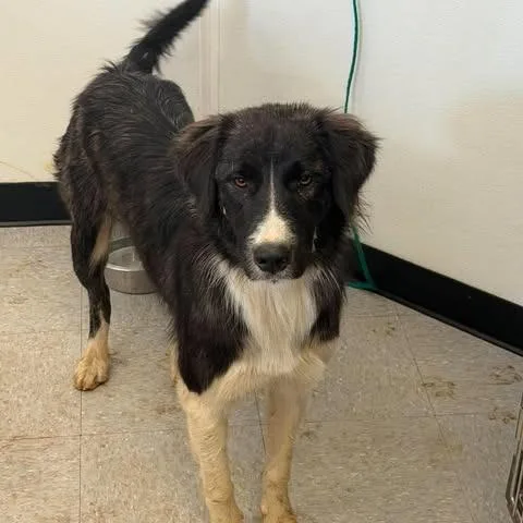 A young medium-sized female Great Pyrenees dog named Genie for adoption in Bastrop, TX