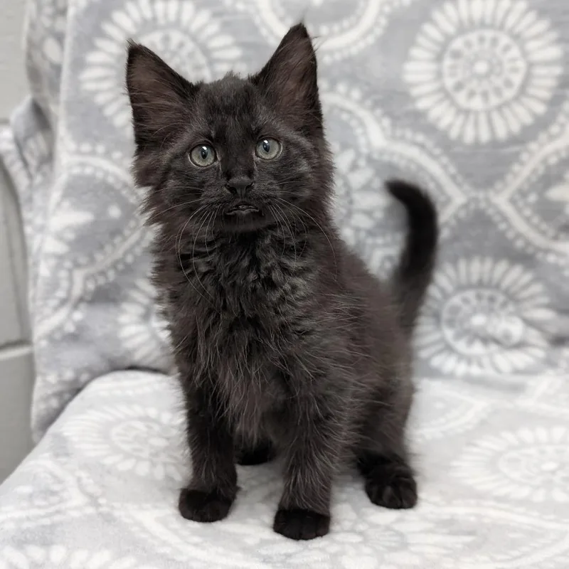 Willow