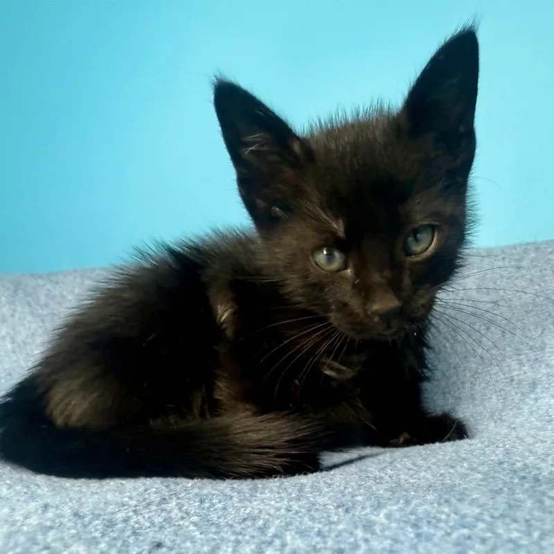 A baby small-sized male Black Domestic Short Hair cat named Diesel for adoption in San Antonio, TX