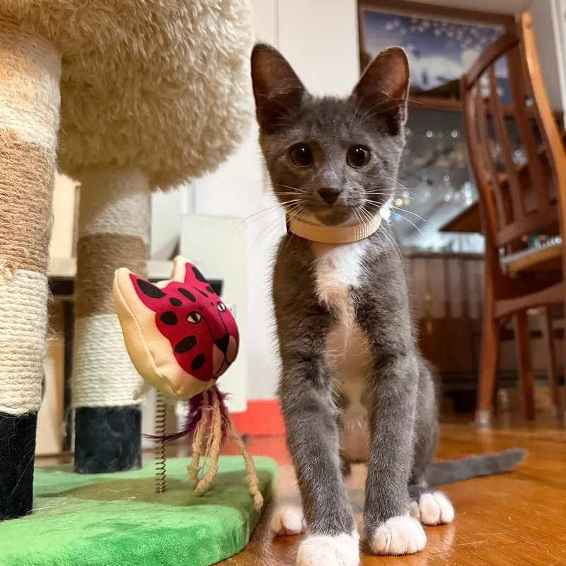 Cannoli McNulty EF thumbnail 2