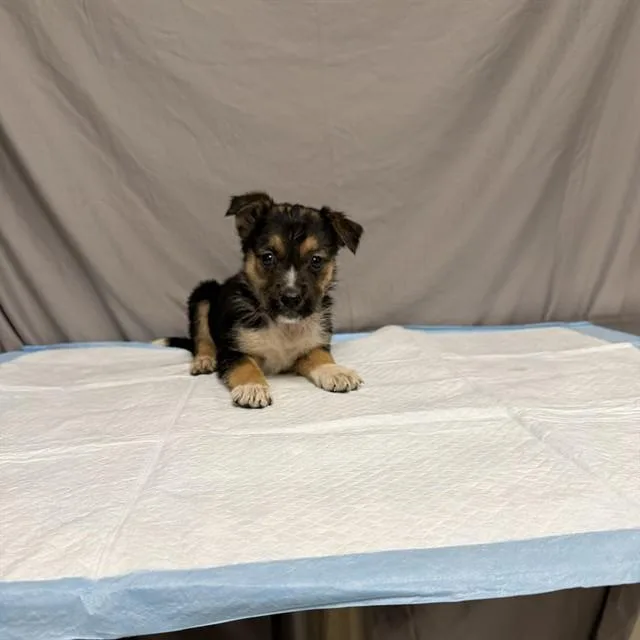 A baby small-sized female German Shepherd Dog dog named Matilda for adoption in Agoura, CA