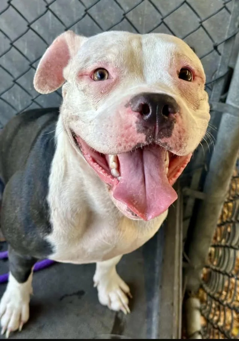 An adult medium-sized female Black Pit Bull Terrier dog named Concetta for adoption in Chicago, IL