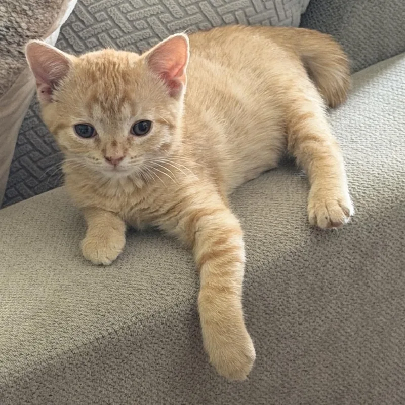 A baby small-sized female Orange / Red Domestic Short Hair cat named Peach for adoption in Houston, TX