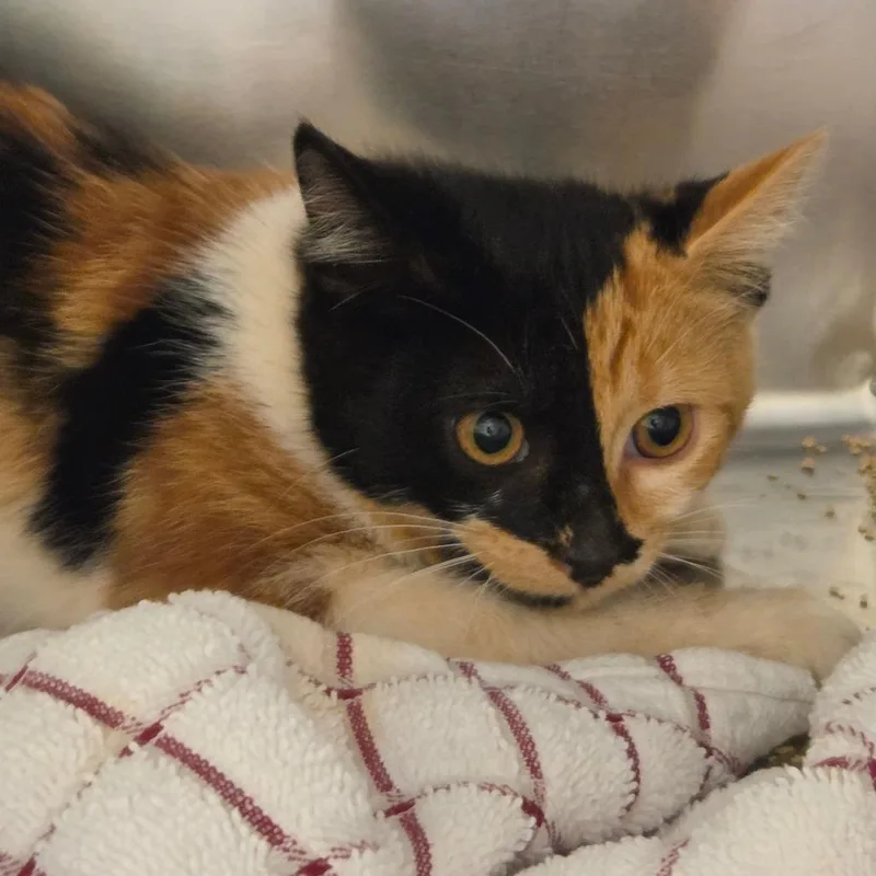 A baby small-sized female Calico Domestic Short Hair cat named Spaghetti Meowington for adoption in Asheville, NC