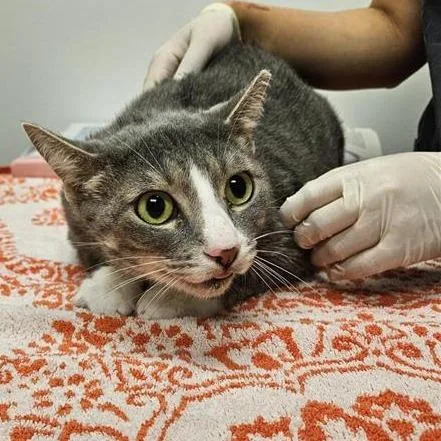 An adult large-sized male Gray / Blue / Silver Domestic Short Hair cat named Fluffy for adoption in Jacksonville, FL
