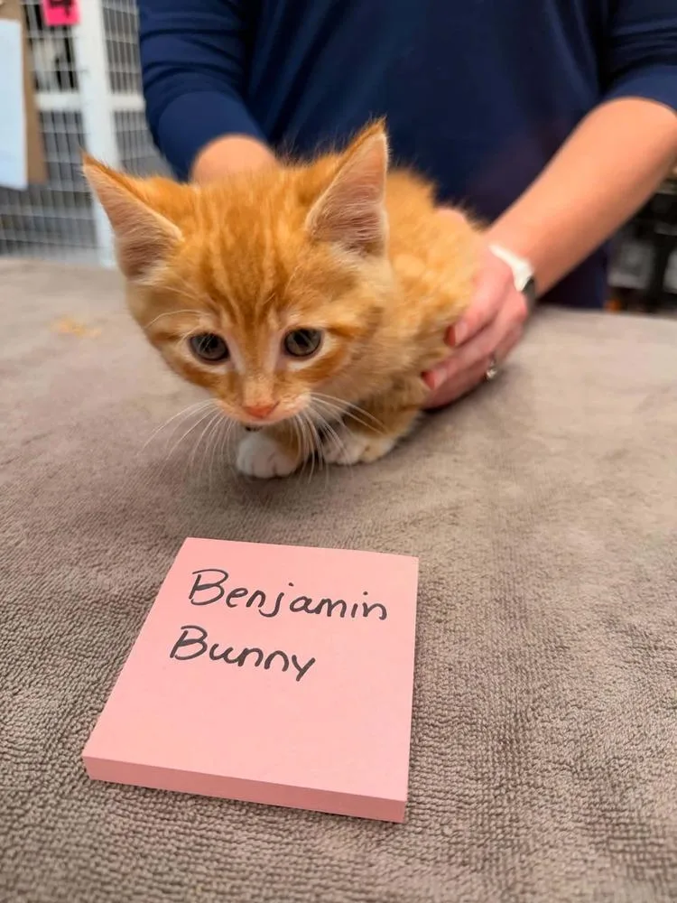 A baby small-sized male Orange & White Domestic Short Hair cat named Benjamin Bunny for adoption in Vancouver, WA