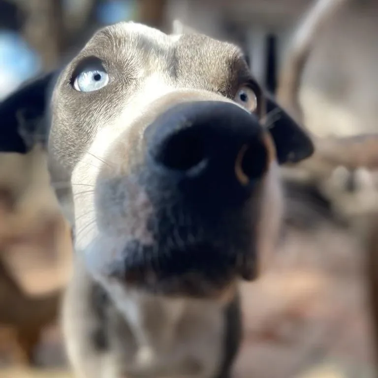 Blue Bonnet Pc thumbnail 2