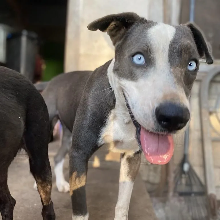 Blue Bonnet Pc thumbnail 3