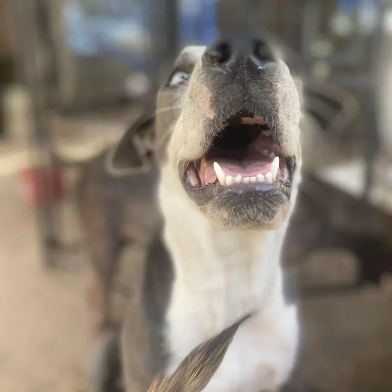 Blue Bonnet Pc thumbnail 4