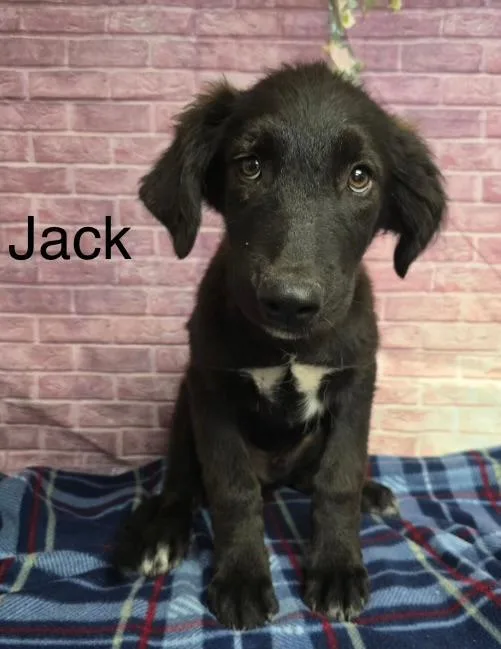 A young medium-sized male Labrador Retriever dog named Jack for adoption in Littleton, CO