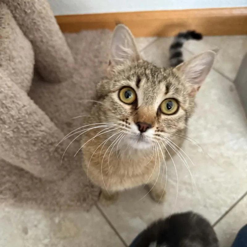 An adult medium-sized female Domestic Short Hair cat named Abbey for adoption in Loveland, CO