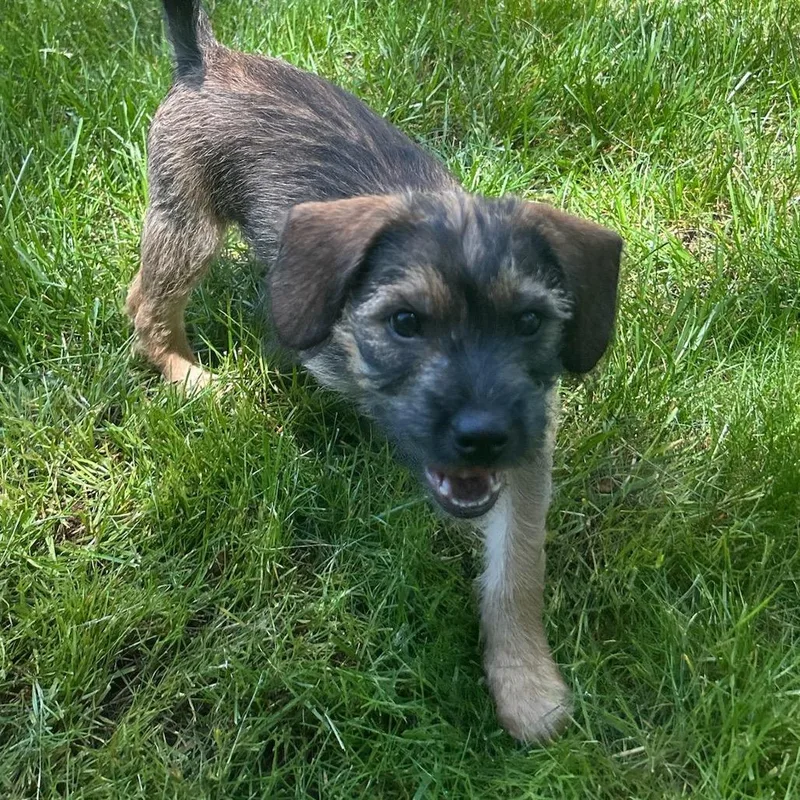 A baby small-sized male Yellow / Tan / Blond / Fawn Mixed Breed dog named Radner for adoption in Fredericksburg, VA