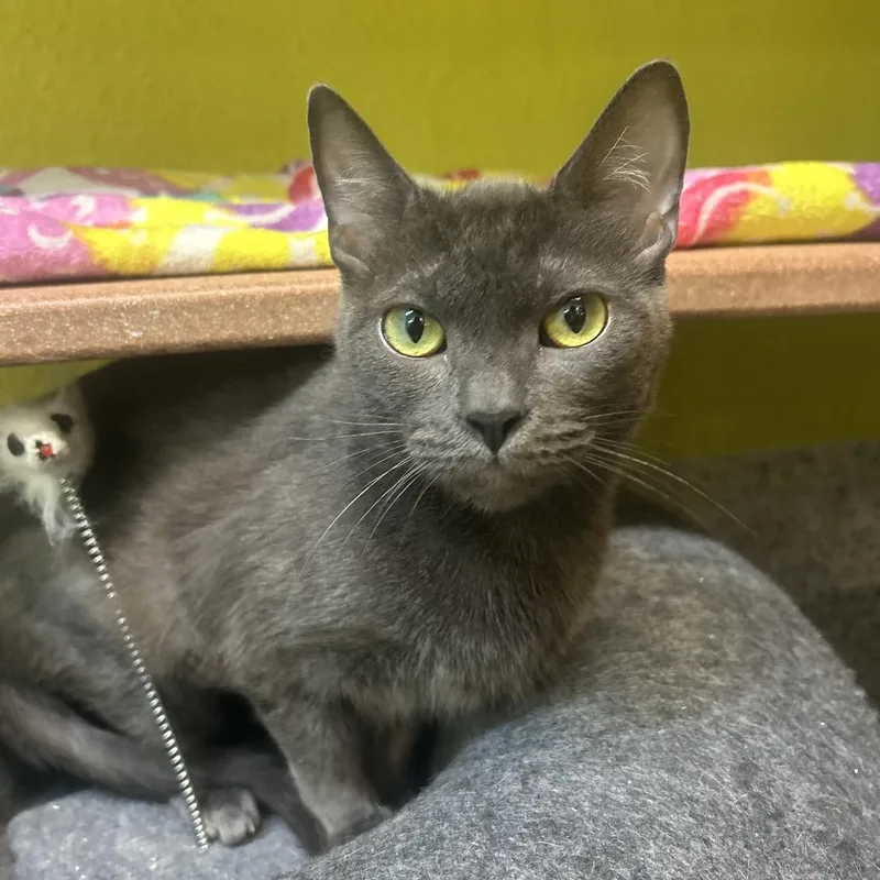 An adult medium-sized female Gray / Blue / Silver Domestic Short Hair cat named Rc for adoption in Fresno, CA
