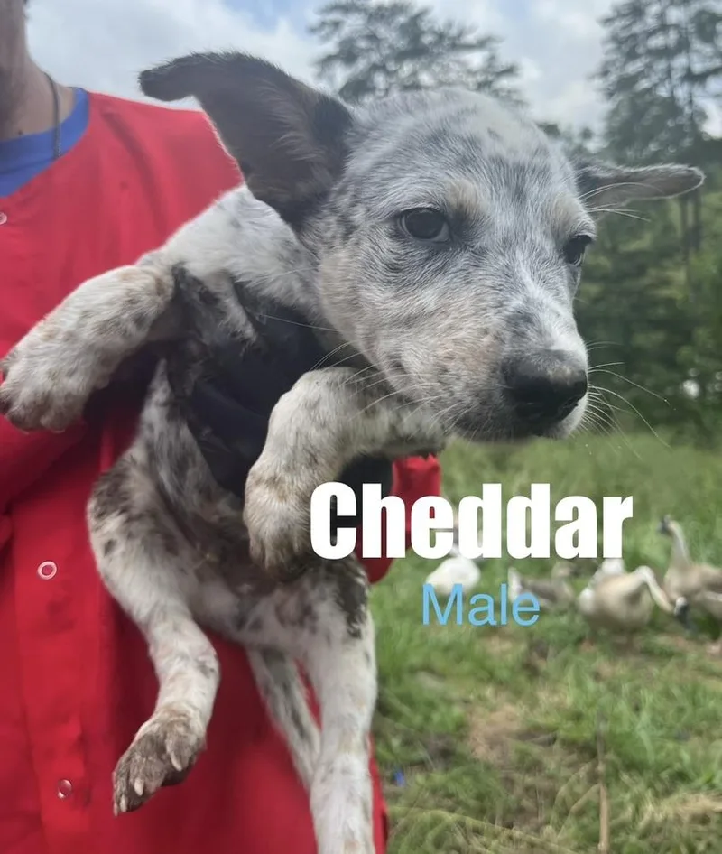 Cheddar