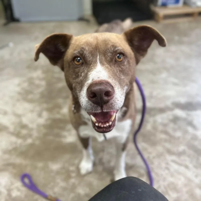 A senior medium-sized male Brown / Chocolate Border Collie dog named Elmo for adoption in Shelby, NC